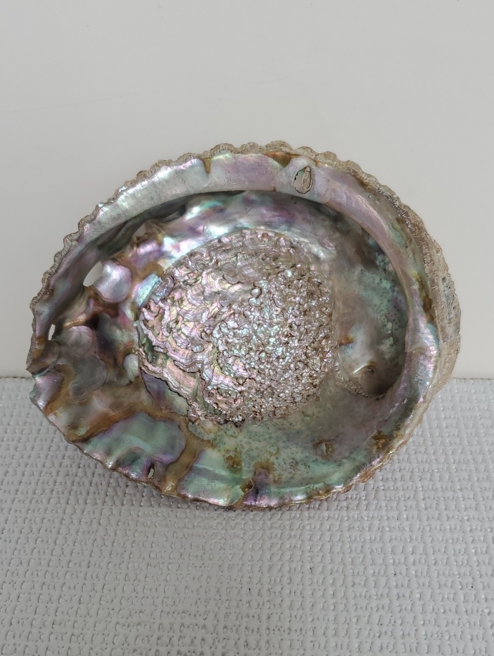 Iridescent Abalone Shell Decorative Bowl - Home Art